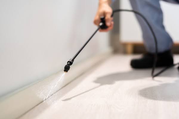 carpenter ant insecticides