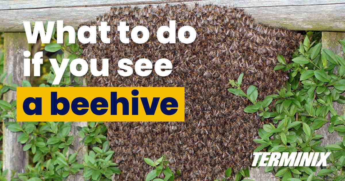 beehive