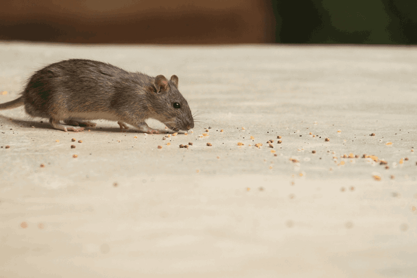 rodent eating food crumbs