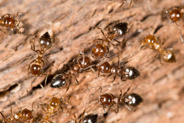 ants crawling on a wooden surface