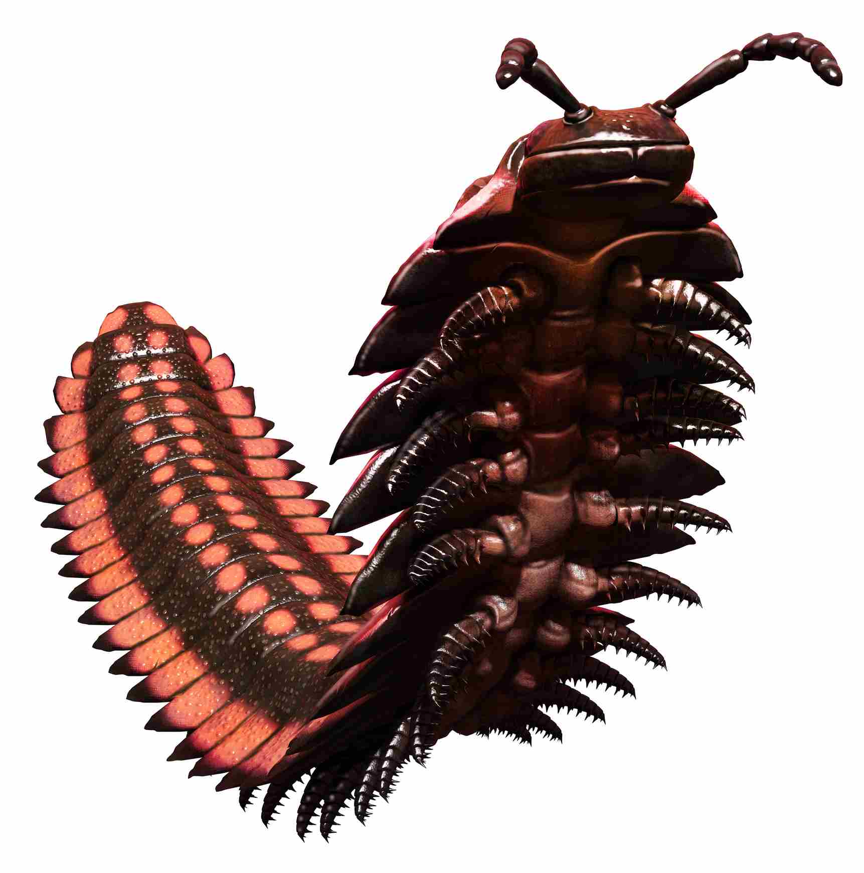Arthropleura on white background