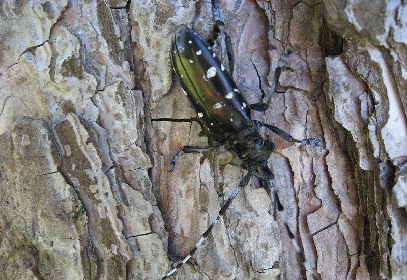 Asian Longhorned Beetle