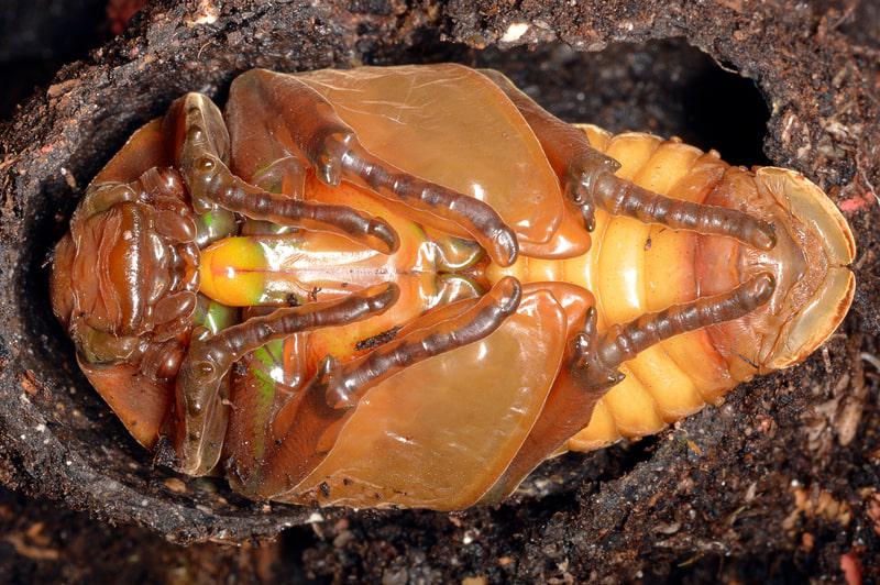 beetle pupa