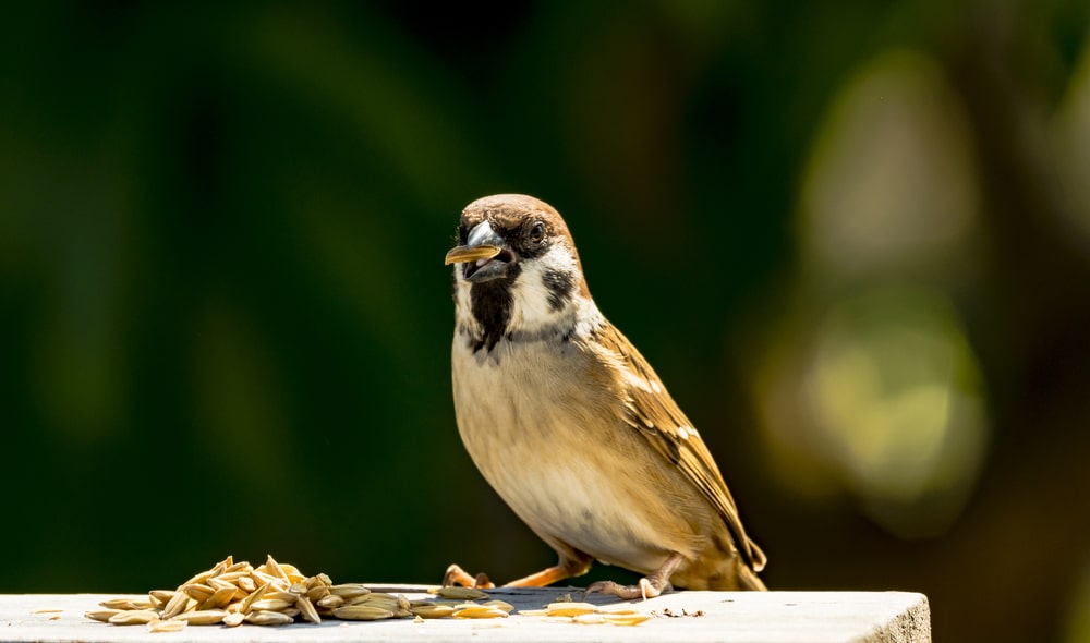 Can birds eat rice