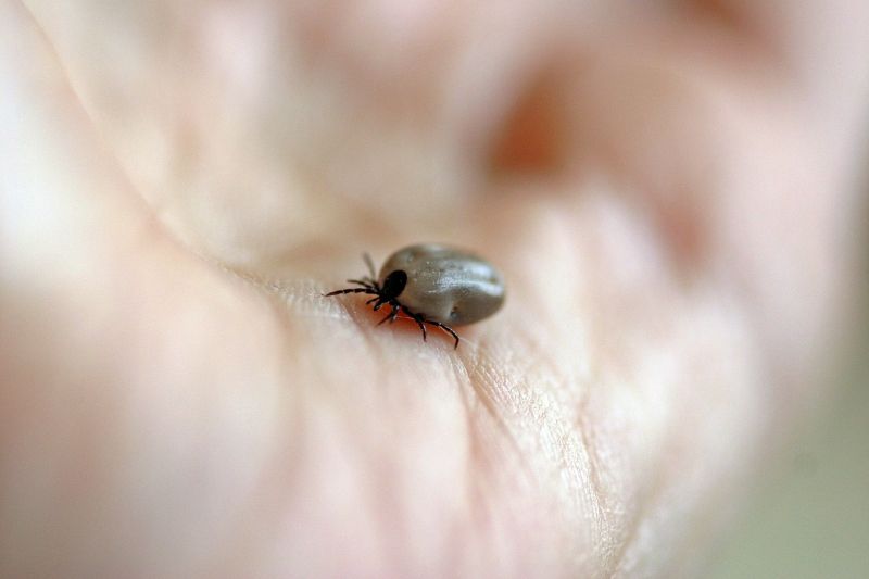 check yourself for ticks