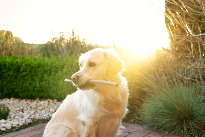 Do Mosquitoes Bite Dogs