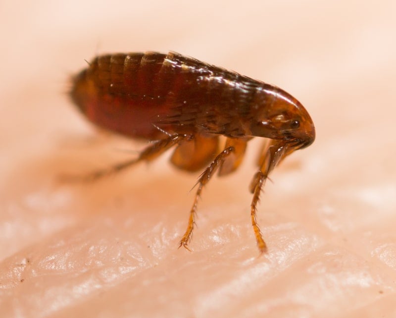 flea biting a human