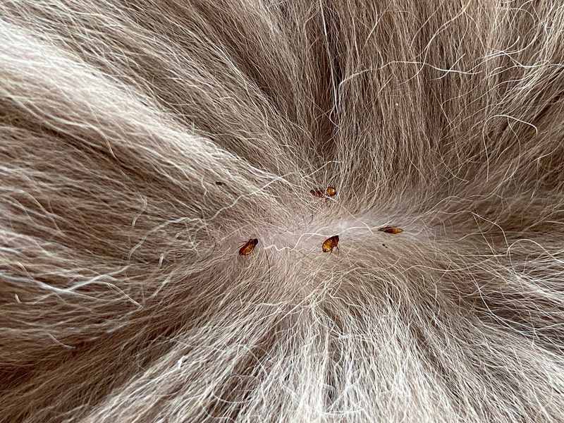 cat fleas in hair