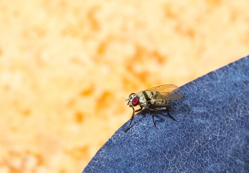 Close up of a fly