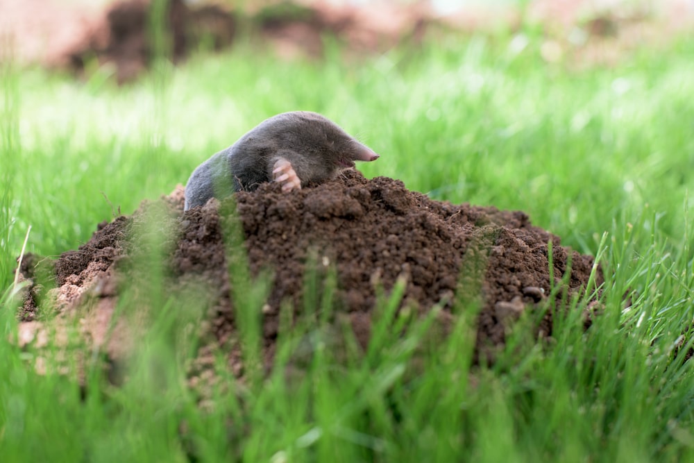 gopher-vs-mole
