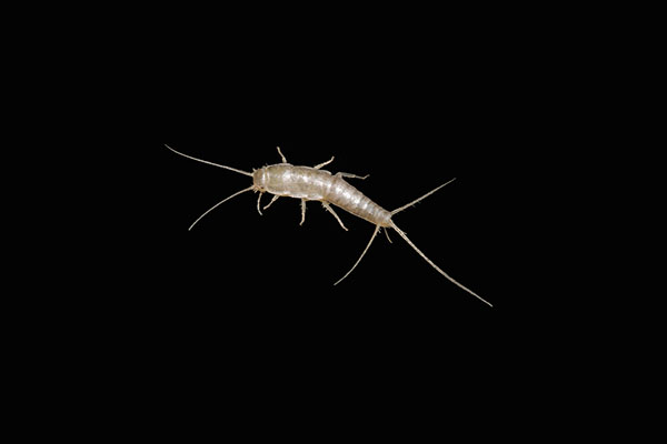 How-Much-Do-You-Know-About-The-Silverfish-Eggs-Main