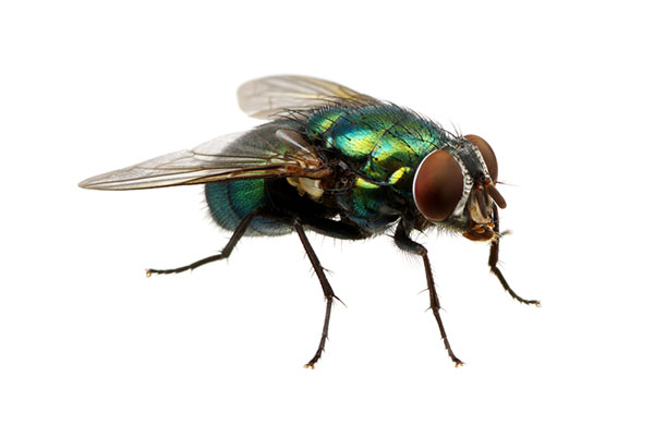 Close up of a fly