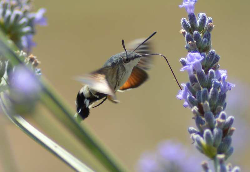 hummingbird hawk moth