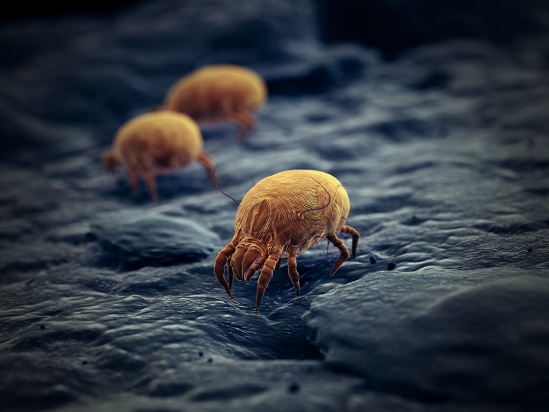 illustration of mites