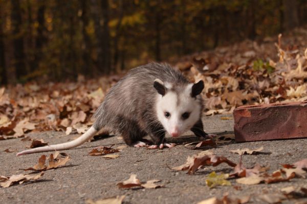 opossum in leaves
