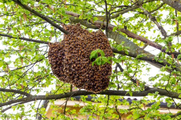 nest in a tree
