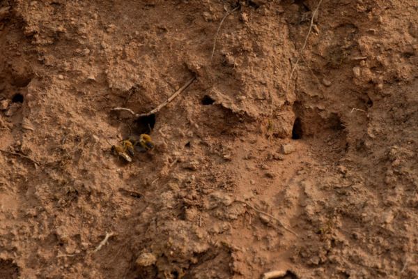 hive in ground