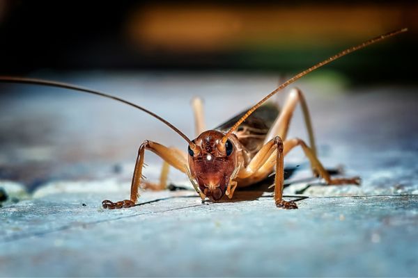 cricket close up