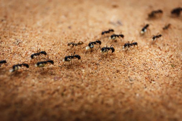 colony of ants crawling