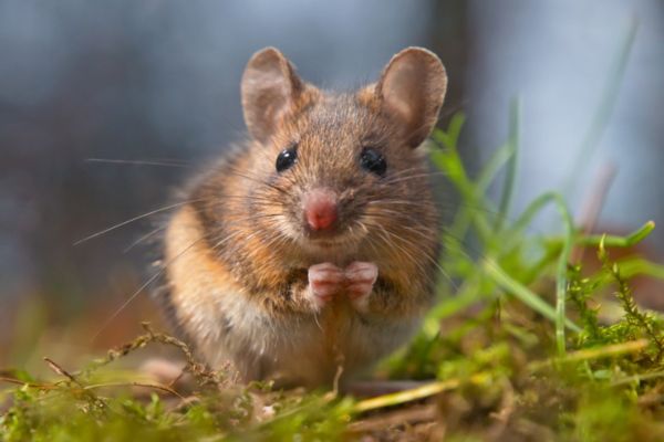 field mouse