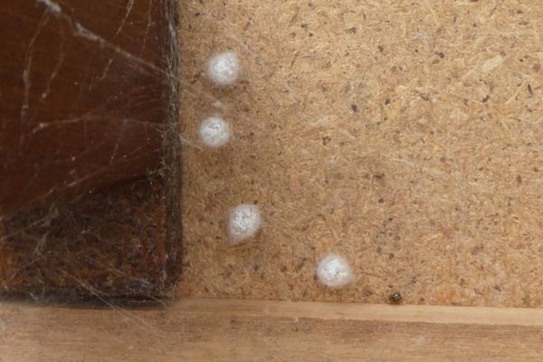 spider eggs