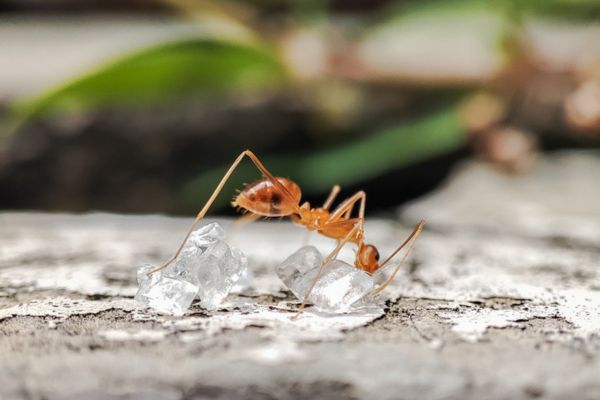 tawny crazy ants