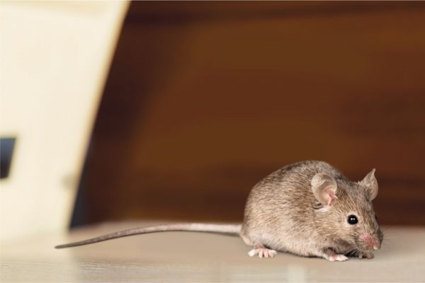 brown mouse on floor