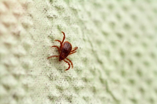 Brown dog tick