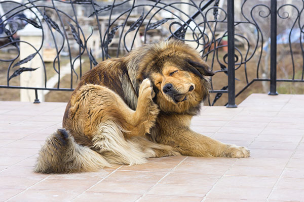 brown dog scratching their head with their back paw
