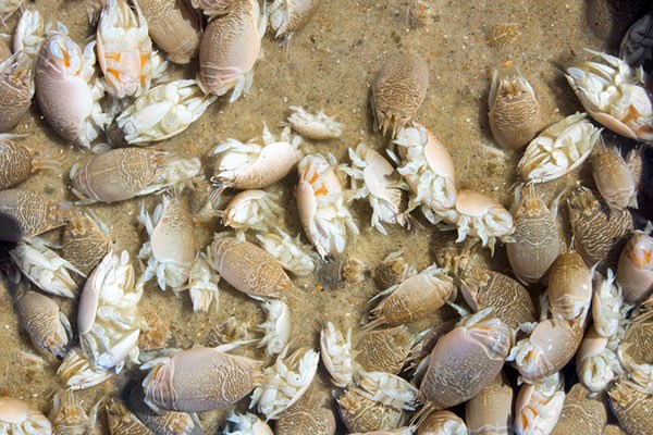 a group of sand fleas in the sand