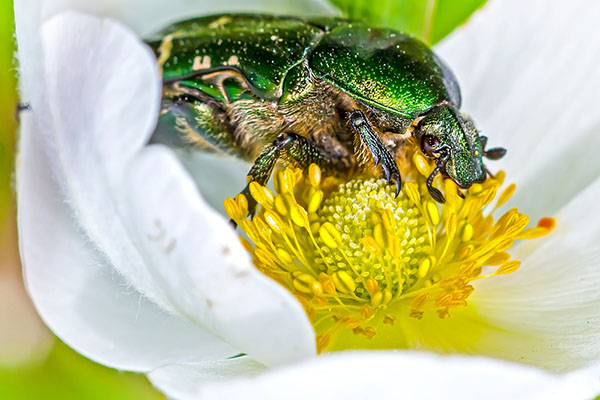 Beetle eating nectar