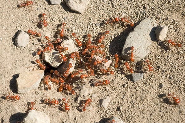 ants