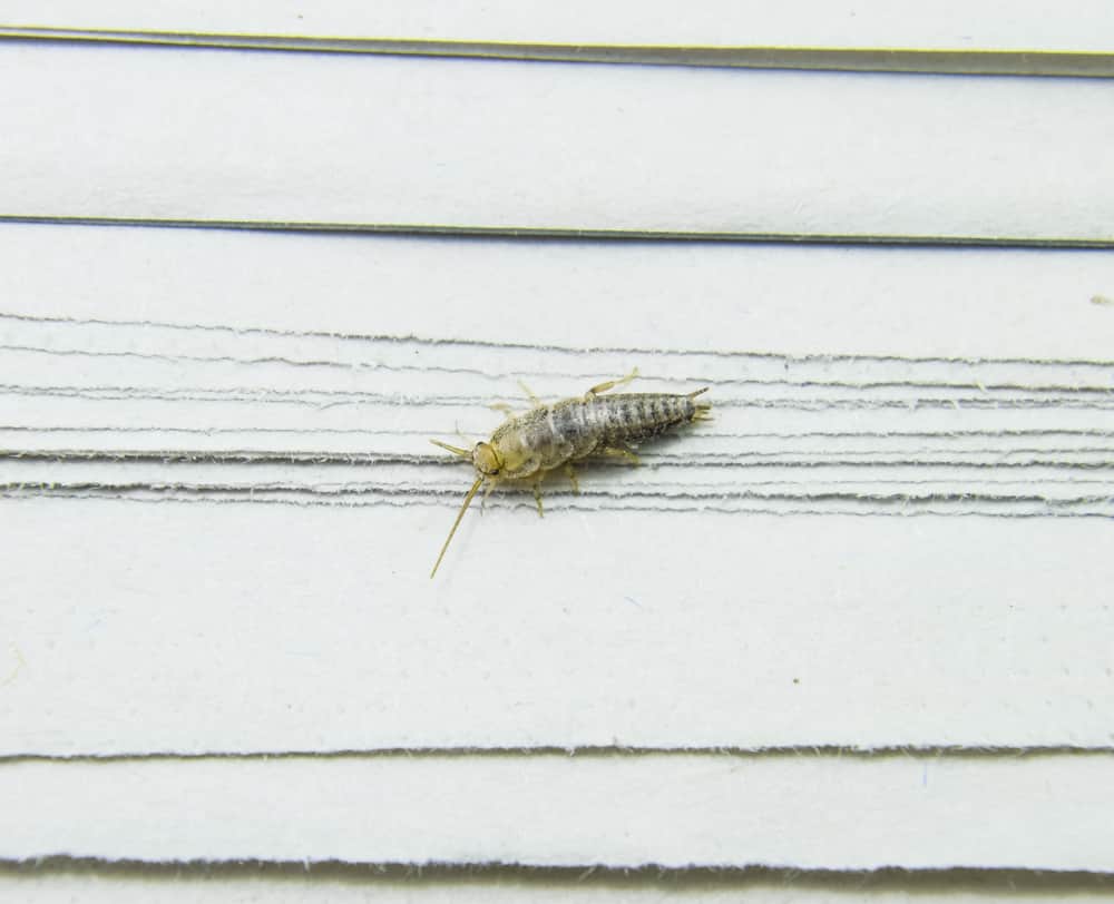 silverfish