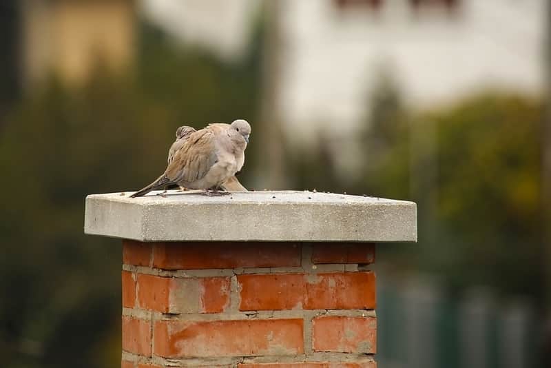 Which Pesky Animal is in Your Chimney?