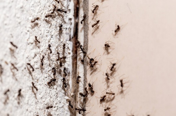 Ants identify where they live