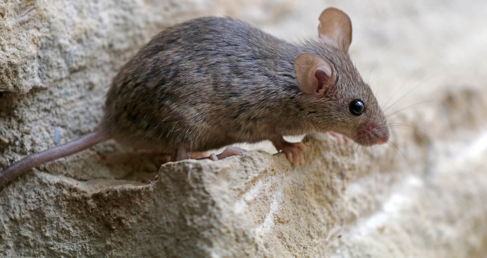are-mice-blind