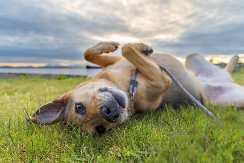 ticks and dogs