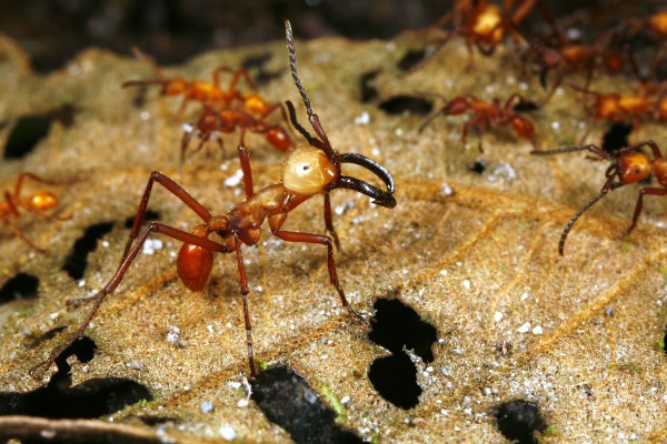 army ant tmx