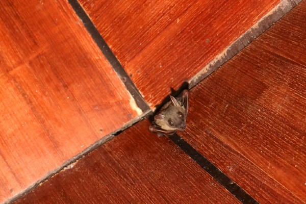 bat in ceiling attic