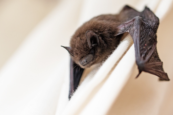 Bat on curtain