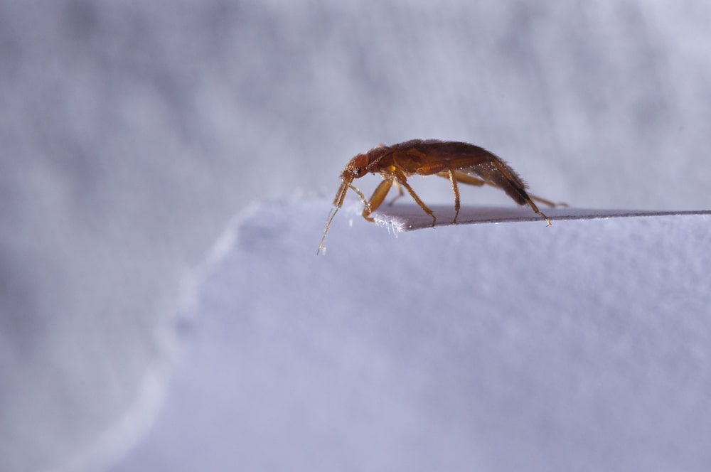 bed bug on a sheet