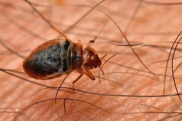 bed bugs in yoga studios and gym