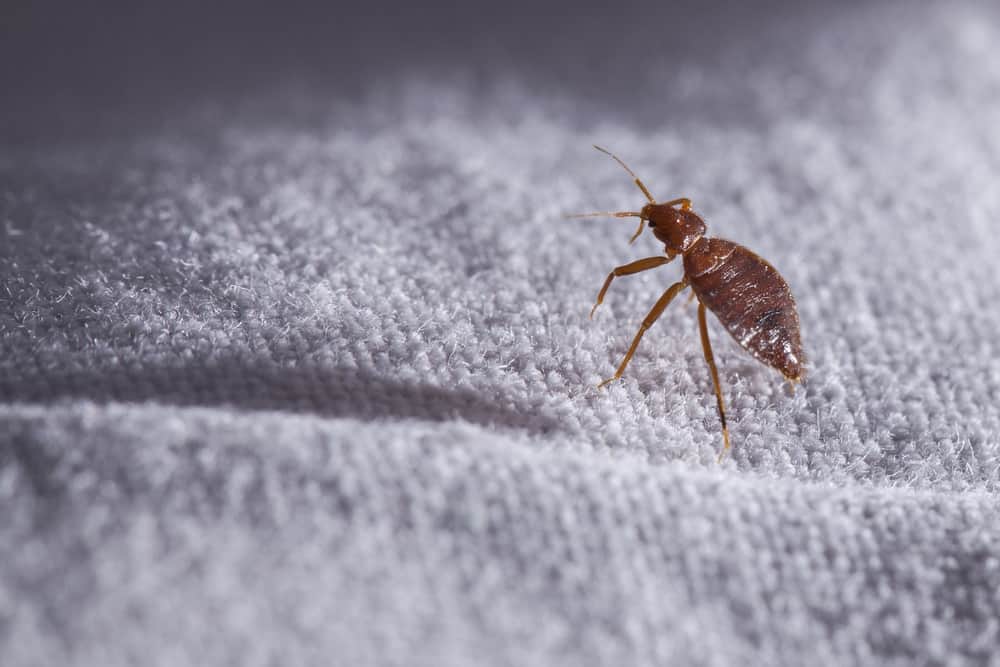 bed-bug-myths-facts