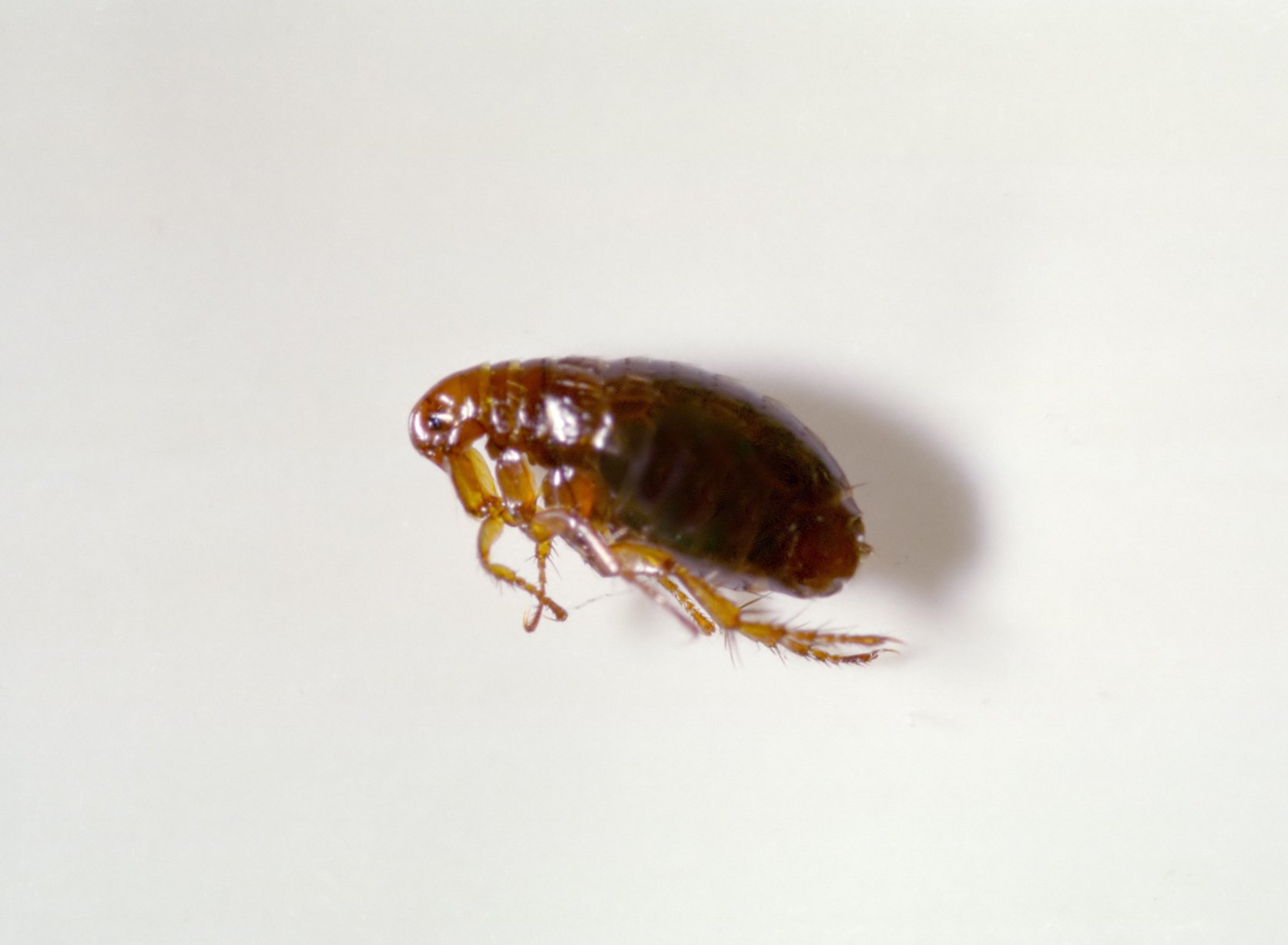 flea close up on white background