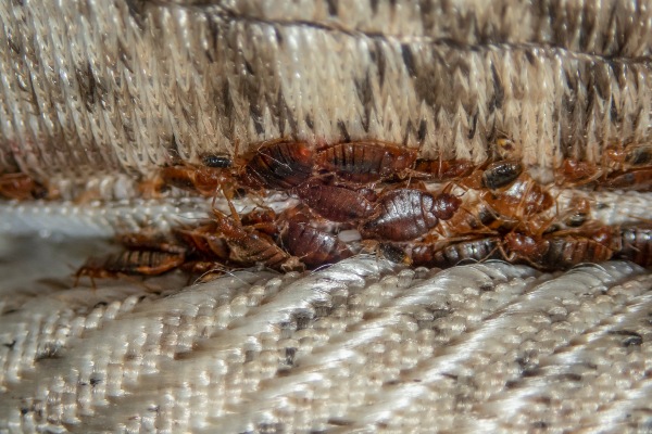 Bed bugs in furniture