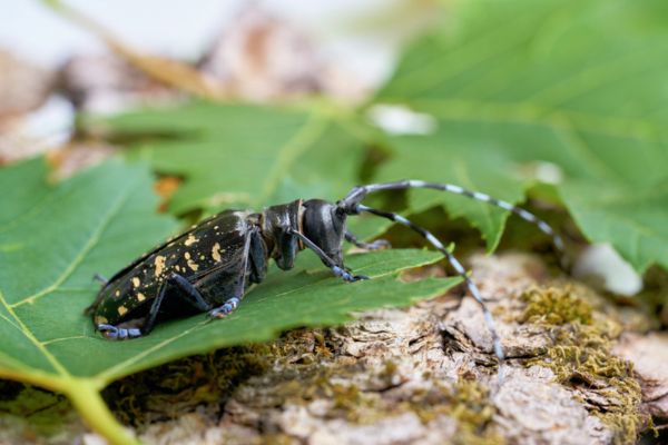 asian longhorned beetle on leaf