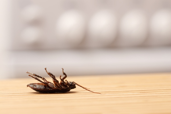belly up dead roach