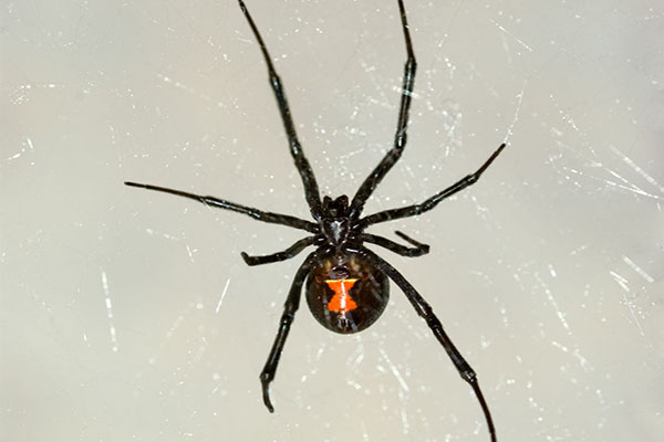 poisonous-spiders