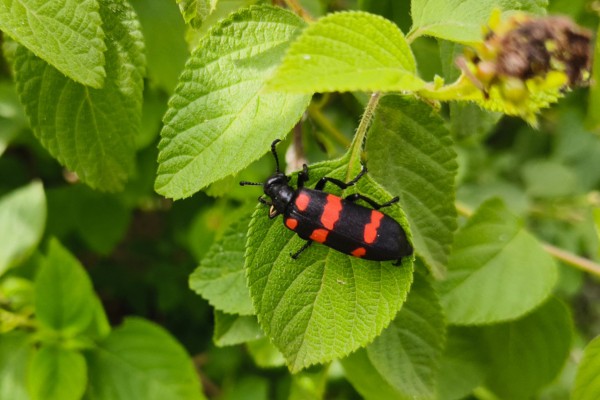 blister-beetle