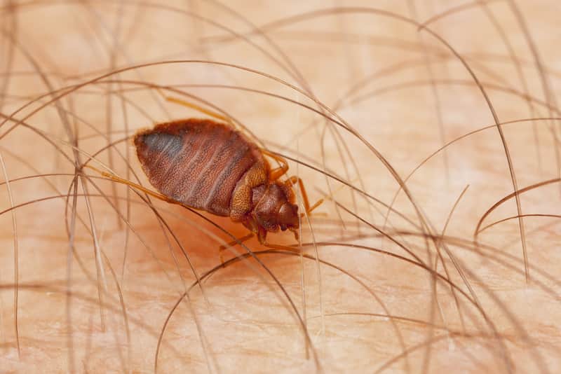 bed bug
